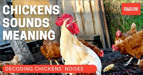 From Simple to Spectacular: Unlocking the Magic of Chicken
